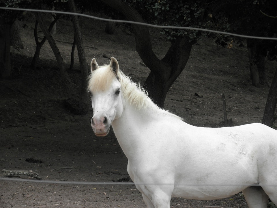 HappyNewYear20260101HP