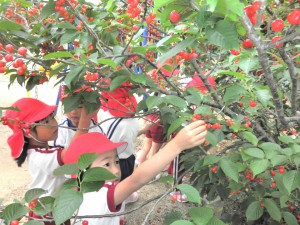 cherries2016-1HP