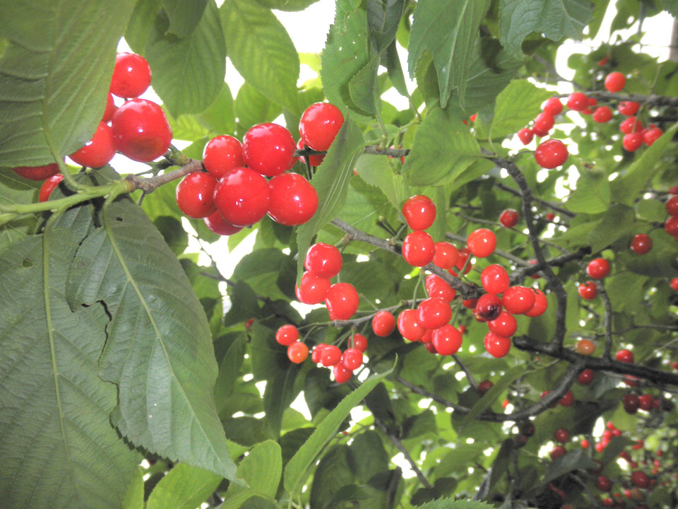 cherries2016-5HP