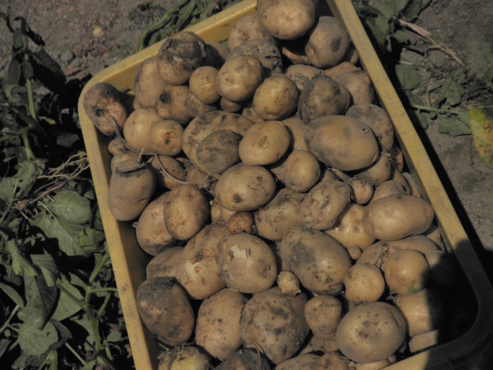 potatoes201606-5HP